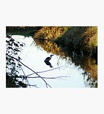 Bird on Bird Photographic Print