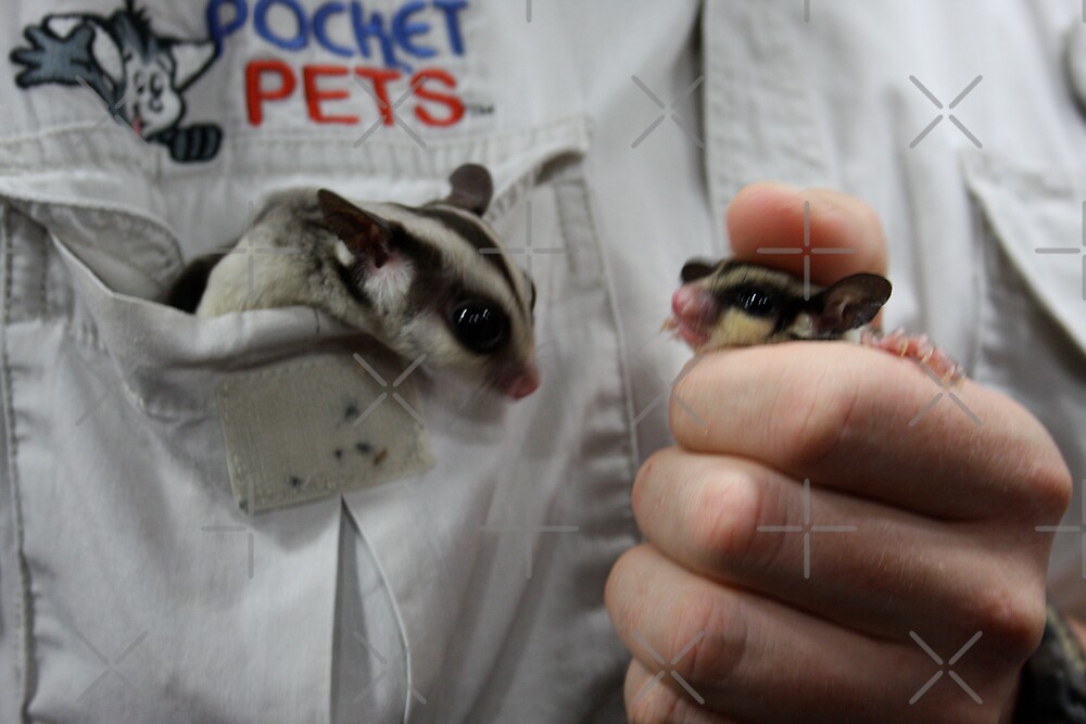 "Pocket Pets. Sugar Gliders" by ZeeZeeshots Redbubble