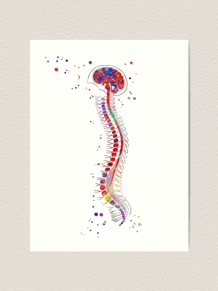 Brain with Spinal Cord Watercolor Art Print Medical Neurology Neurosurgeon Decor