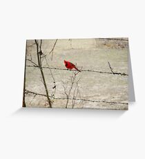 Cardinal Greeting Card