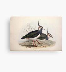 John Gould The Birds of Europe 1837 V1 V5 291 Lapwing Metal Print