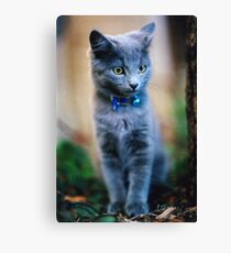 Leo Canvas Print