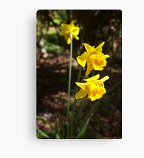 Daffodils Canvas Print