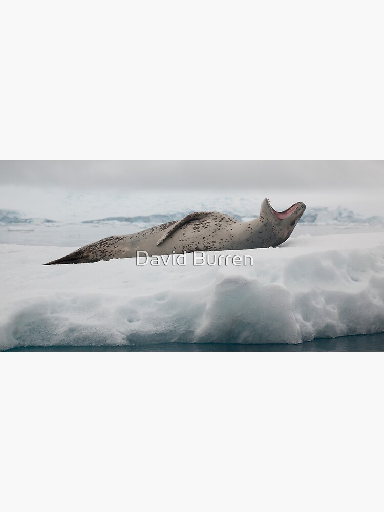 Leopard Seal by DavidBurren