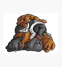 Newfoundland - sleeping pile cartoon Photographic Print
