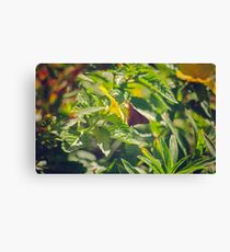 Nectar Canvas Print