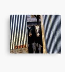 What part of Moo don't you understand? Canvas Print