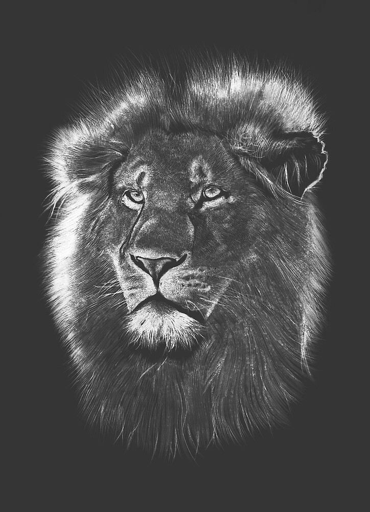 "Scratch Board Lion Drawing " by BTSGRAPHICS Redbubble