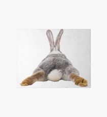 Cute Bunny Rabbit Schwanz Hintern Bild Bild Galeriedruck