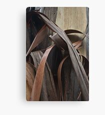 Eucalyptus Unclothed 2 Canvas Print