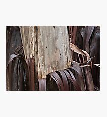 Eucalyptus Unclothed 3 Photographic Print