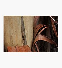 Eucalyptus Unclothed 5 Photographic Print