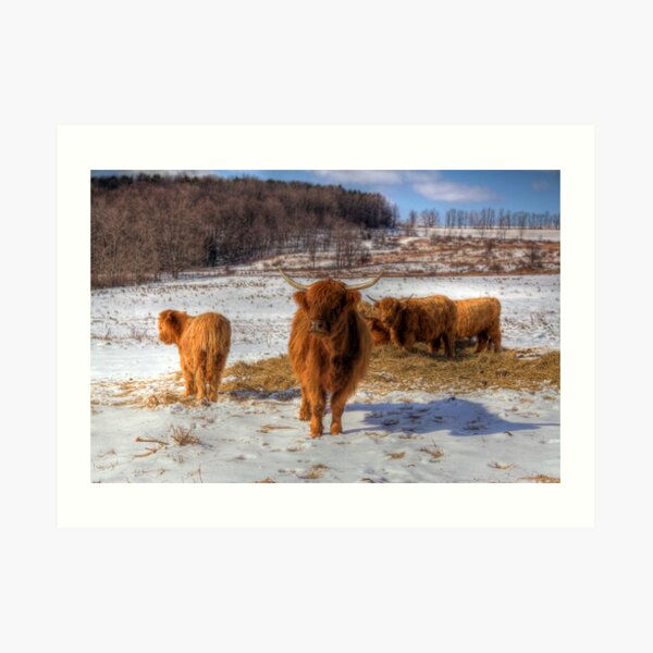 Scottish Highland Cattle Art Print