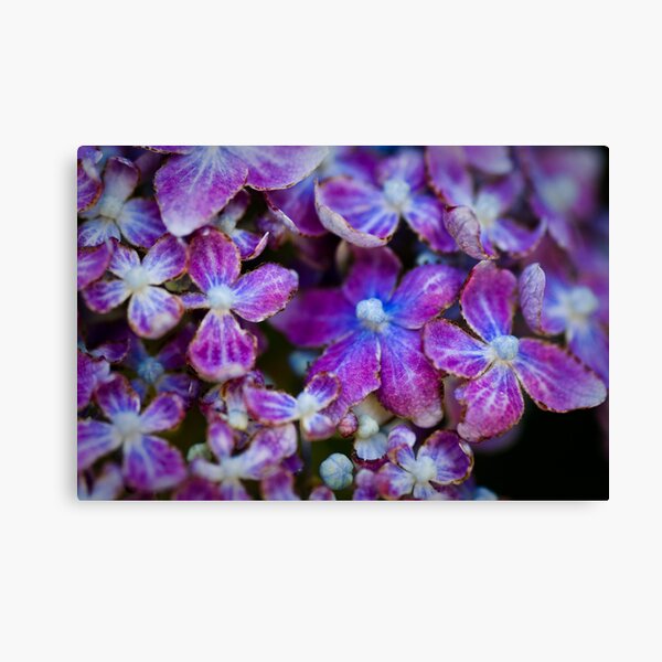Untitled Canvas Print
