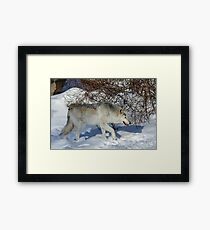 Rocky Mountain gray wolf Framed Print