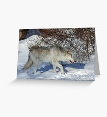Rocky Mountain gray wolf Greeting Card