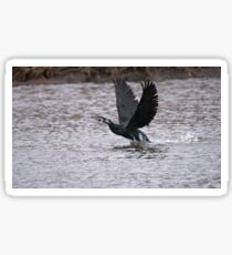 Cormorant Take Off Sticker