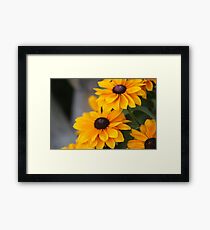Black Eyed Susans Framed Print