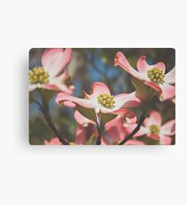 Pink Dogwood Blossoms Canvas Print