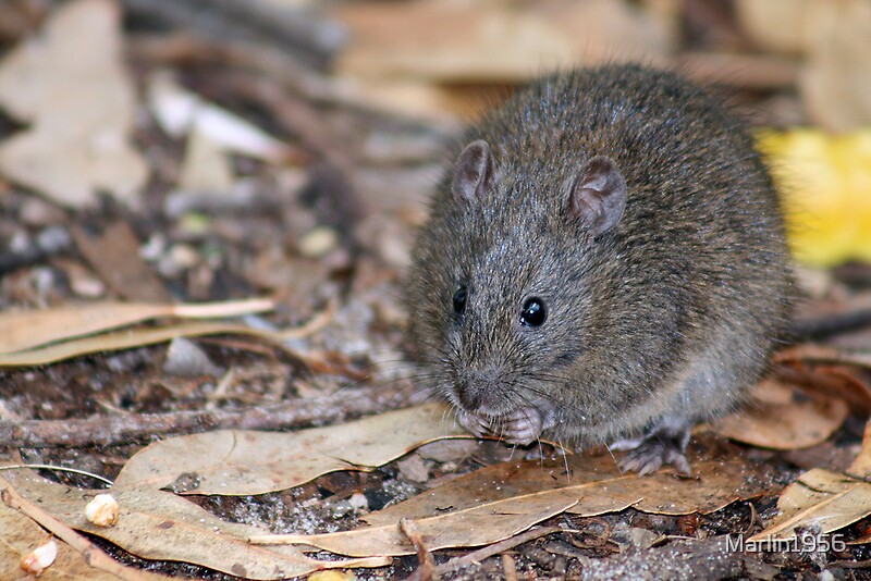 "Swamp Rat" by Marlin1956 Redbubble