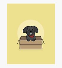 Lámina fotográfica Cuddly Cockapoo