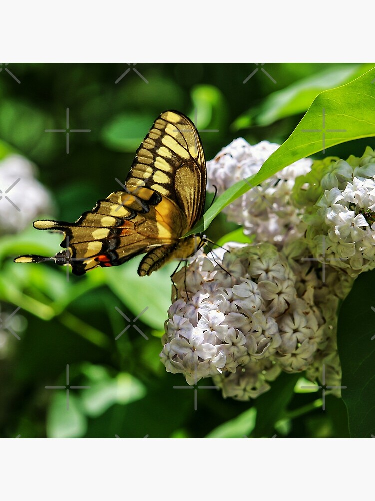 White Phlox & Butterfly by debfaraday