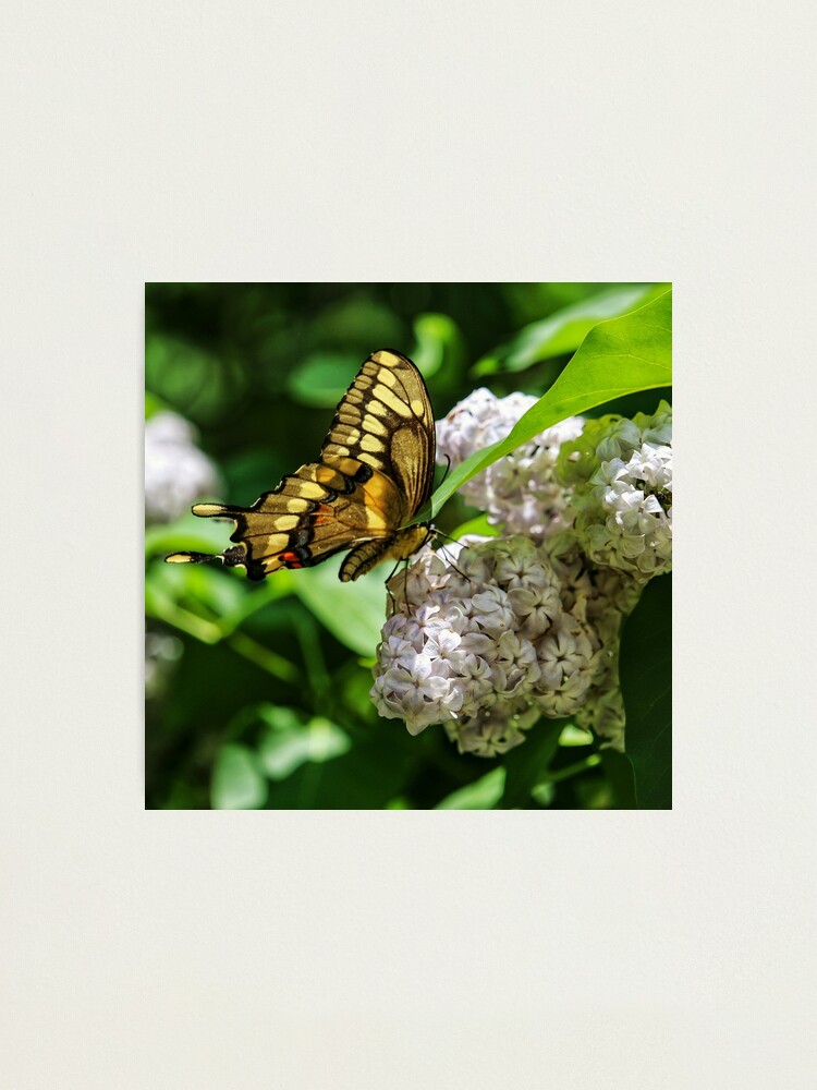 Alternate view of White Phlox & Butterfly Photographic Print