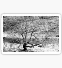 Winter Willow Sticker
