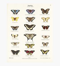 Vintage Butterfly Chart Photographic Print