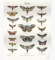 Vintage Moth Chart Poster