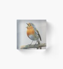 Robin singing Acrylic Block