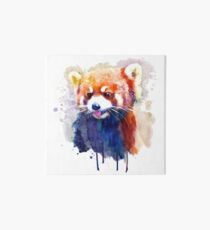 Rotes Panda-Porträt Galeriedruck