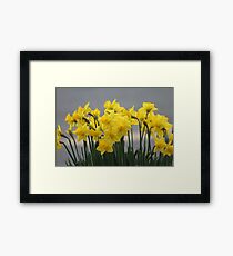 Daffodils Framed Print