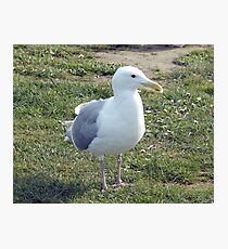 Knobby Knees Photographic Print