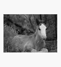 Salt River Colt Photographic Print