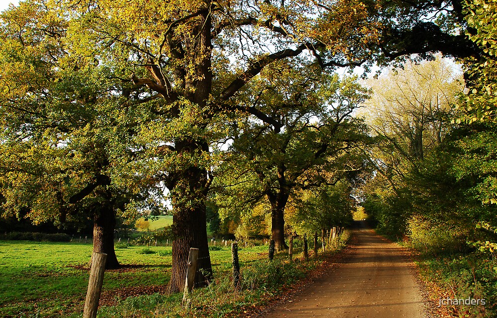 "An old country road with oaktrees" by jchanders Redbubble