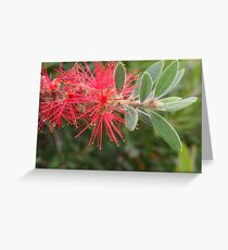 callistemon Greeting Card
