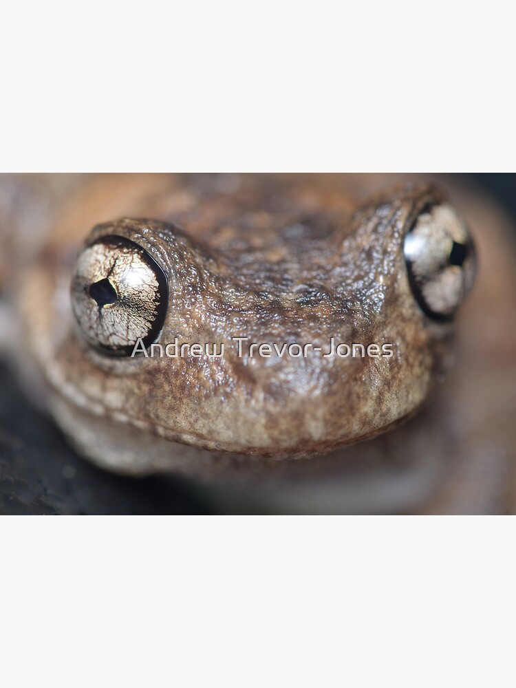 Peron's Tree Frog by andrewtj