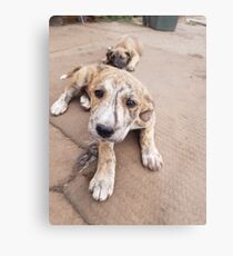 Moony Metal Print