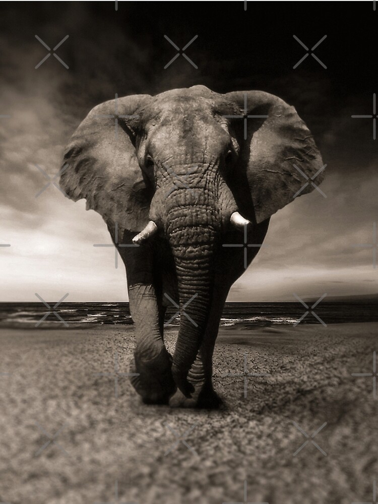 Elephant Black and White Photo-realistic Print by thespottydogg