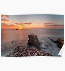 Sunset at Gannet Colony in Muriwai, New Zealand Poster