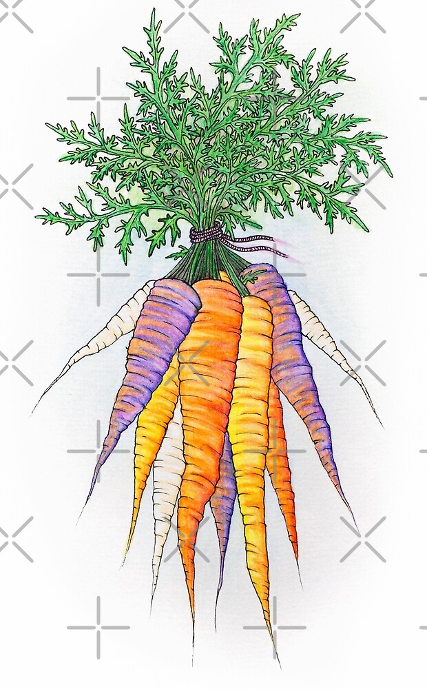 "purple and orange watercolor carrot bunch drawing. " by
