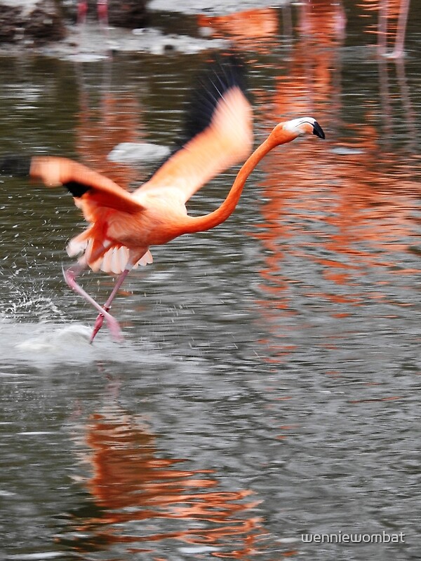 Flamingo On The Run By Wenniewombat Redbubble 1585