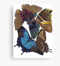 FF - Buttefly-1 Canvas Print