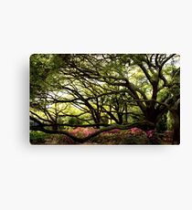 Live Oak Canvas Print