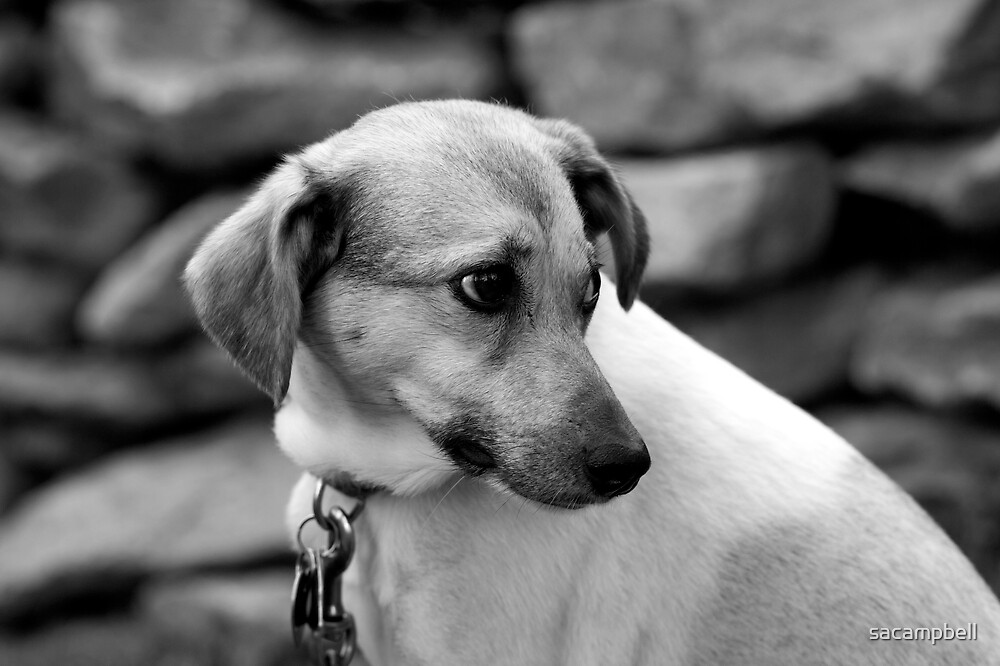 "Lonely dog" by sacampbell Redbubble