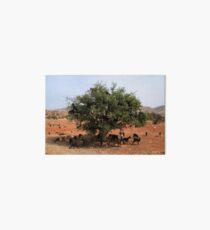 Goats in Trees Art Board