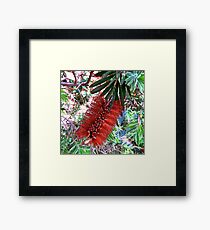 Bottle Brush Framed Print