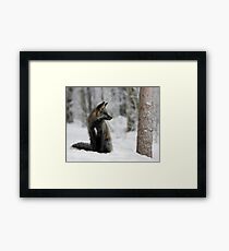 Silver Fox in Snow Framed Print