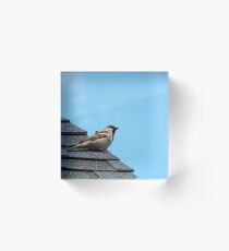 House Sparrow Acrylic Block